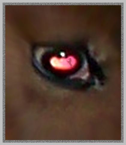 oeil bisard a Zora! pourquoi pas en ajout&eacute; un peut!