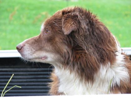 Portrait d'un chien
