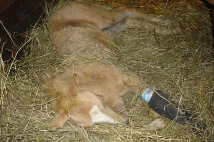 encore ma pitoune...elle dormait dans le foin pendant que maman...