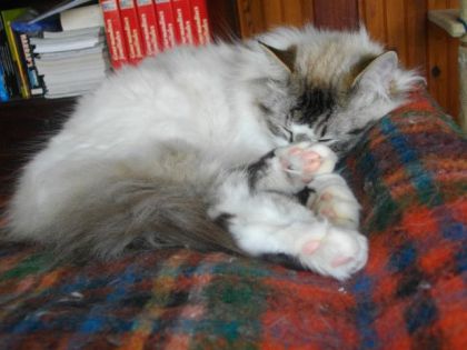 mon ti chat