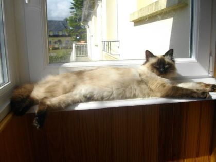 mon ti chat Eol qui s'&eacute;tal