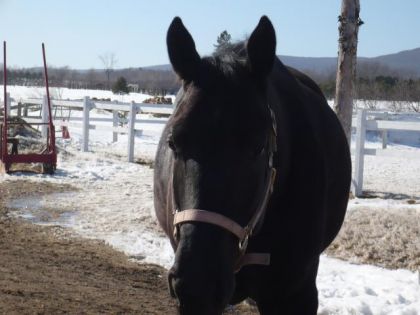 Milady tres belle pouliche5ans enrg.pint solide & futur jumment...