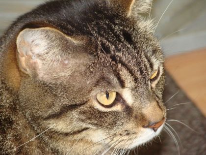 Bon Fifi voulait &agrave; son tour passer sur le site, donc Voil&agrave;! haha