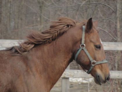 le beaut Three may au galop!