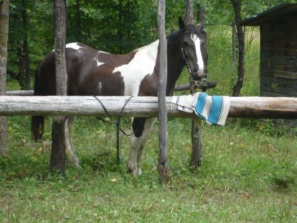 Jument attaché à un arbre pour se reposer