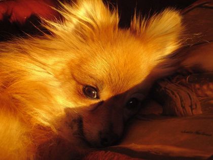Chien poméranien