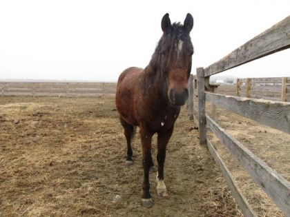 Bigoudi un cheval de mon amie