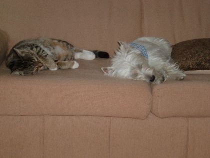 l'heure de la sieste........