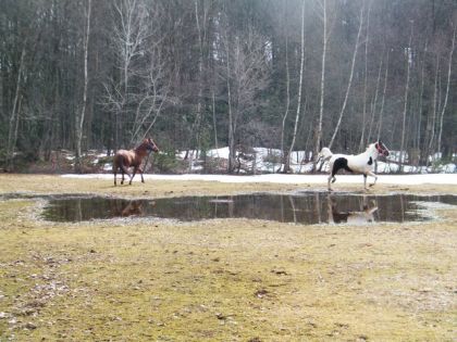 photo par Topgone Luucky et Nevada dans le champs, je l'aime tellement cte place...
