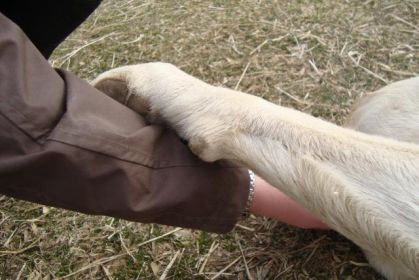 WOW relantion entre humain et animal..jtrouve ca cutee :)