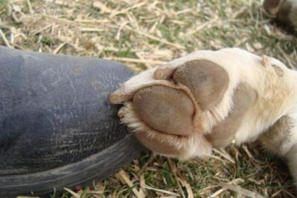 encore la relation animal et humain..c vrm magic je trouvee :P