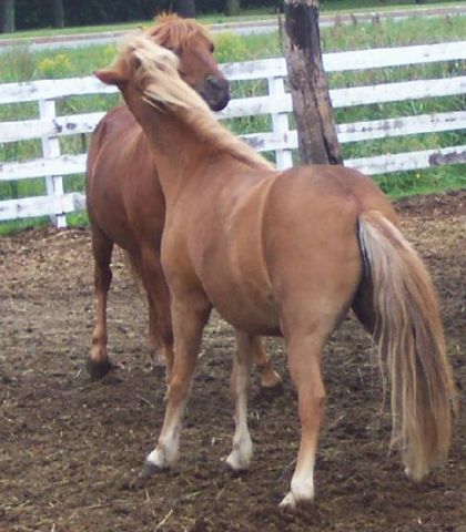 Kalif et BLue-sky en pleine  bataille !