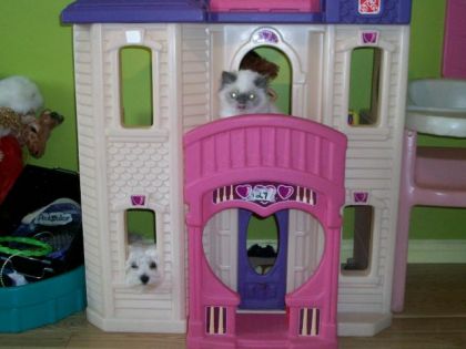 Mon chien et mon Chat quand je suis rentrer dans la chambre a ma...