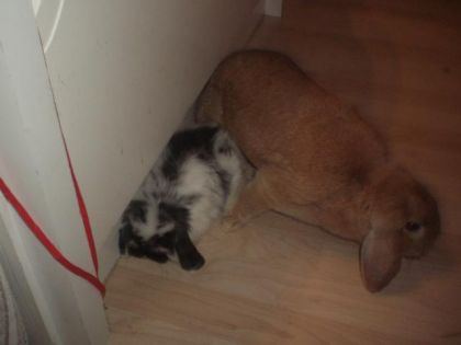 Mes deux lapin Carrote la beige et Candy le noir et blanc