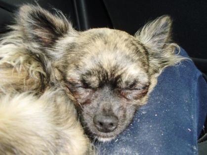mon chien qui dort