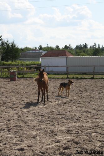 &Eacute;t&eacute;, reviens nous!!!!! Haha, Croquette et Charly, &eacute;t&eacute; 2009! :)