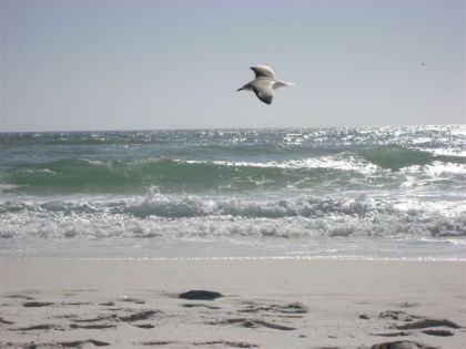 Pélican sur le bord de la plage