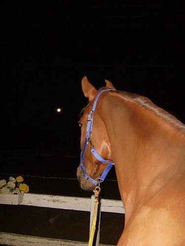 Ma jument qui regarde son ancien nom.......! Moon :)