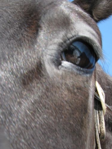 photo par MagicJJ quel regard paisible n'est-ce pas hehe