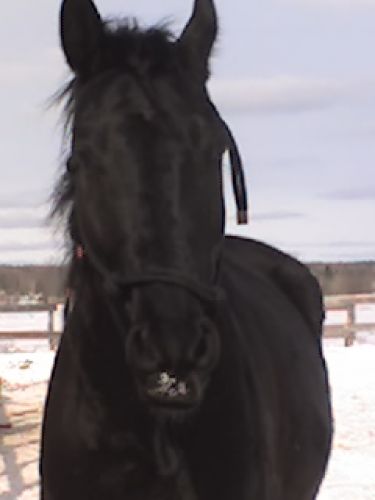 Mon bébé Zeplin