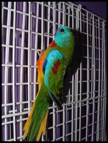 Mon petit papa turquoisine!! 