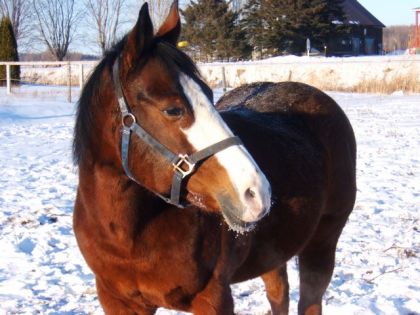 Encore la belle dandy dans la neige :)