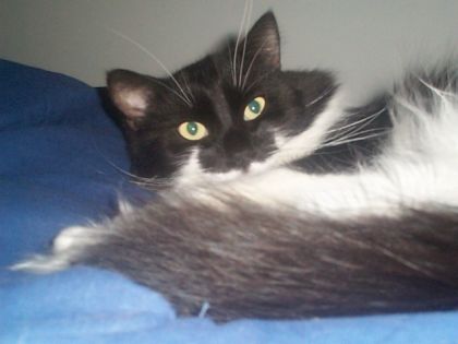 Mon ancien chat bandit
