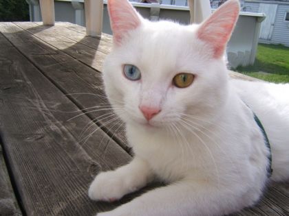 Roméo sur le patio