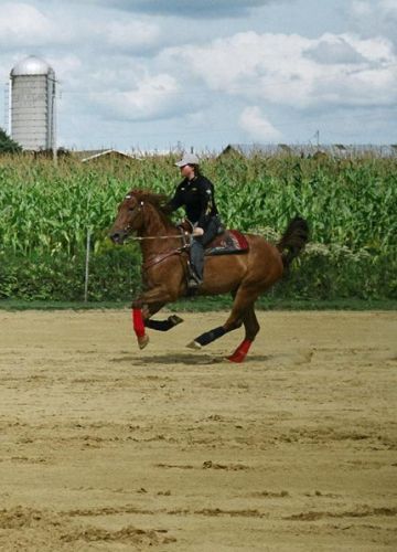 Au galop près du champs de maïs