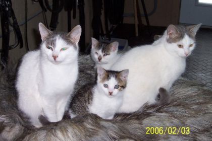 les minou de lécurie