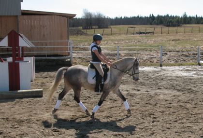Mon cheval et moi en fin de semaine, Il s'en vien musclé!