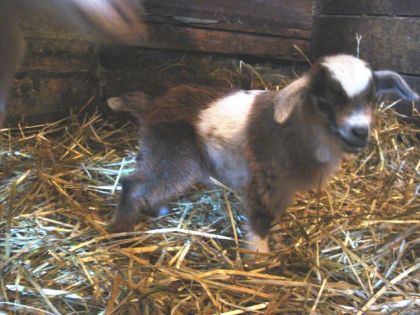 Mon ptit bébé mini-chèvre:D il venait tout juste de naitre !!! 