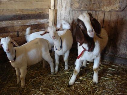 Mon bouc Boer et mes chèvres Boer-Alpine :) Sont tu assez belles...