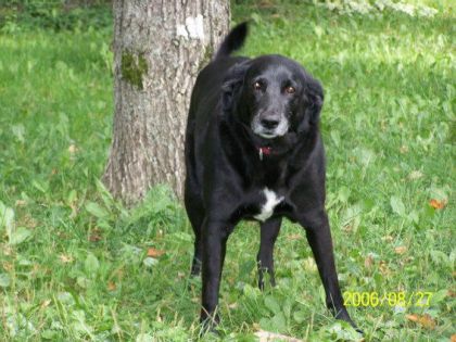 mon gros toutou sam qui est mont d'un cancer en octoble:(