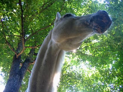 Cheval mon ange  de la forêt