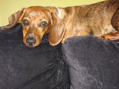 Mon petit teckel Aïka :)
