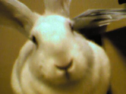 Nuage mon "ptit" lapin albinos (enfait elle est énorme) :P