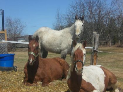 Dapple,Bronco et love