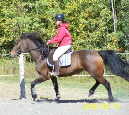 Cavalière et jument