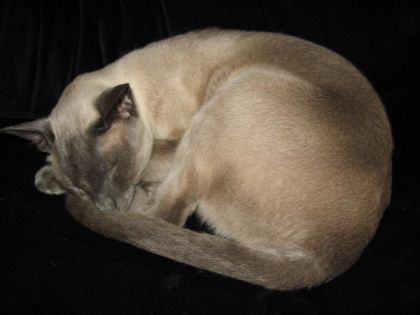 Scapin mon siamois blue point :)