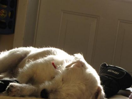 Mon chien d'amoure (L)