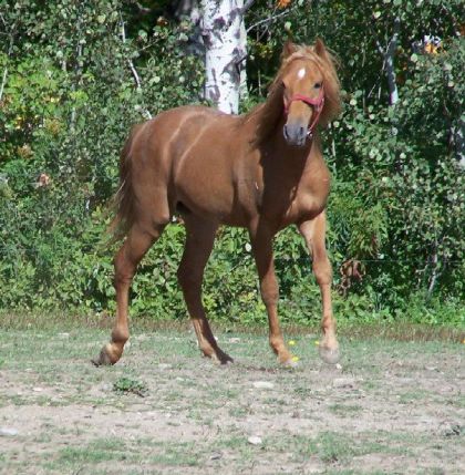 Cheval dans un pacage
