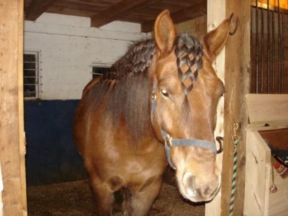 Un damier dans le toupet!! 