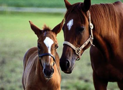une des poulain a la licorne avec sa maman