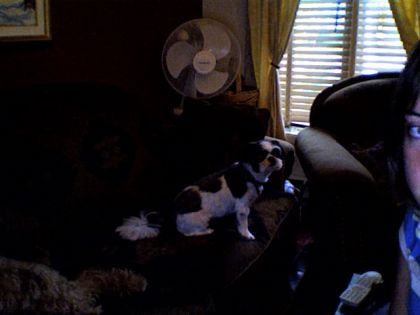 1 de mes chiens (maya)