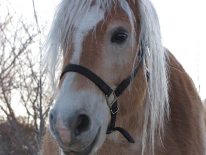 Mon beau Athos et ses yeux tout doux... C'est un gros coeur avec...