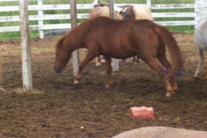 photo de Kalif... étrange ?! ctais un genre de saut de mouton...