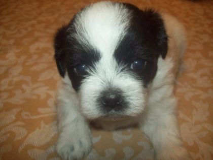 Ma petite Shih Tzu!! Je l'ai achetée aujourd'hui mais je vais...