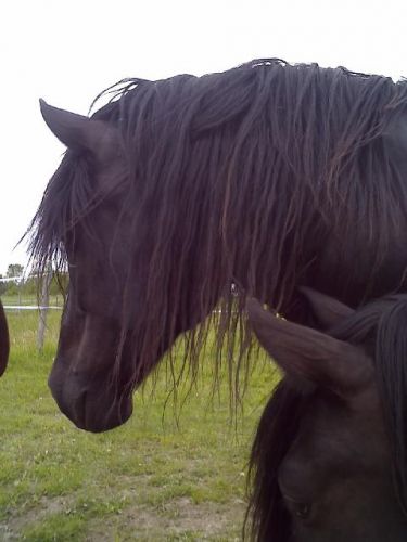 Cheval Canadien
