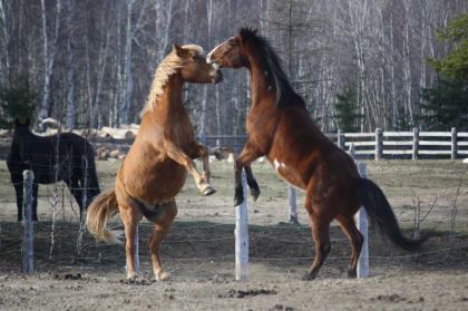Mon cheval qui s'&eacute;nerve avec un autre cheval. 